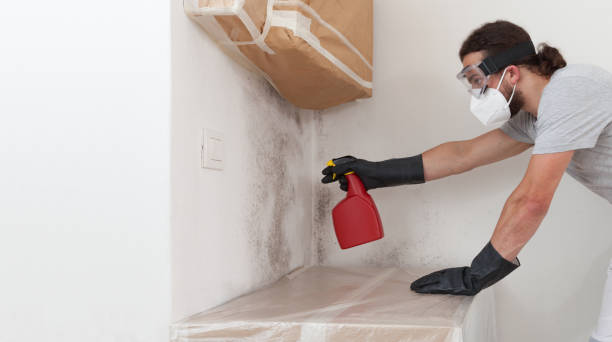 Professional Bathroom Mold Removal technician working in Roslindale, MA